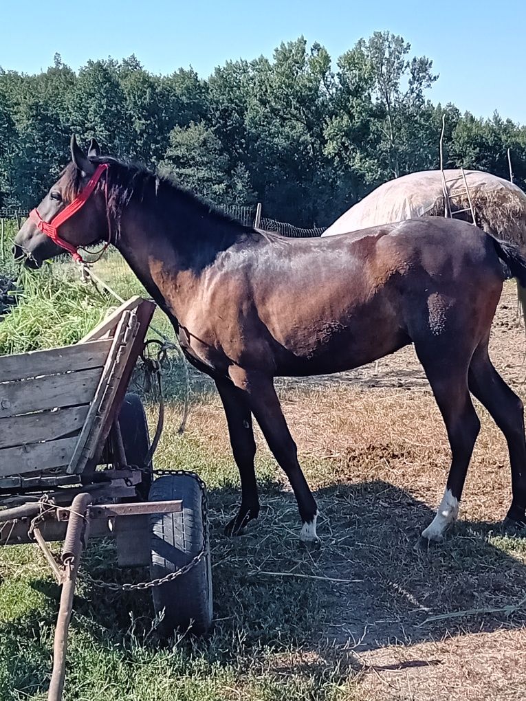 Vând Manza 11luni .