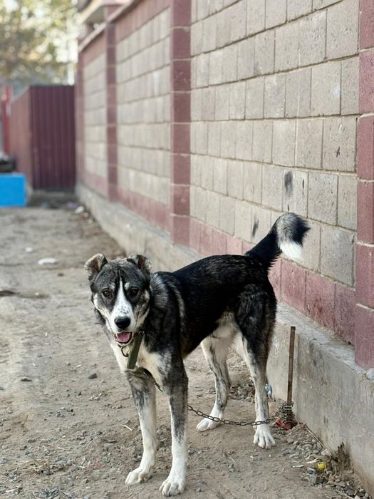 Сатылады алабай 10 айлық маладой
