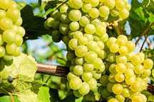 Struguri de vin la pret de producator livrare la domiciliu sau din vie