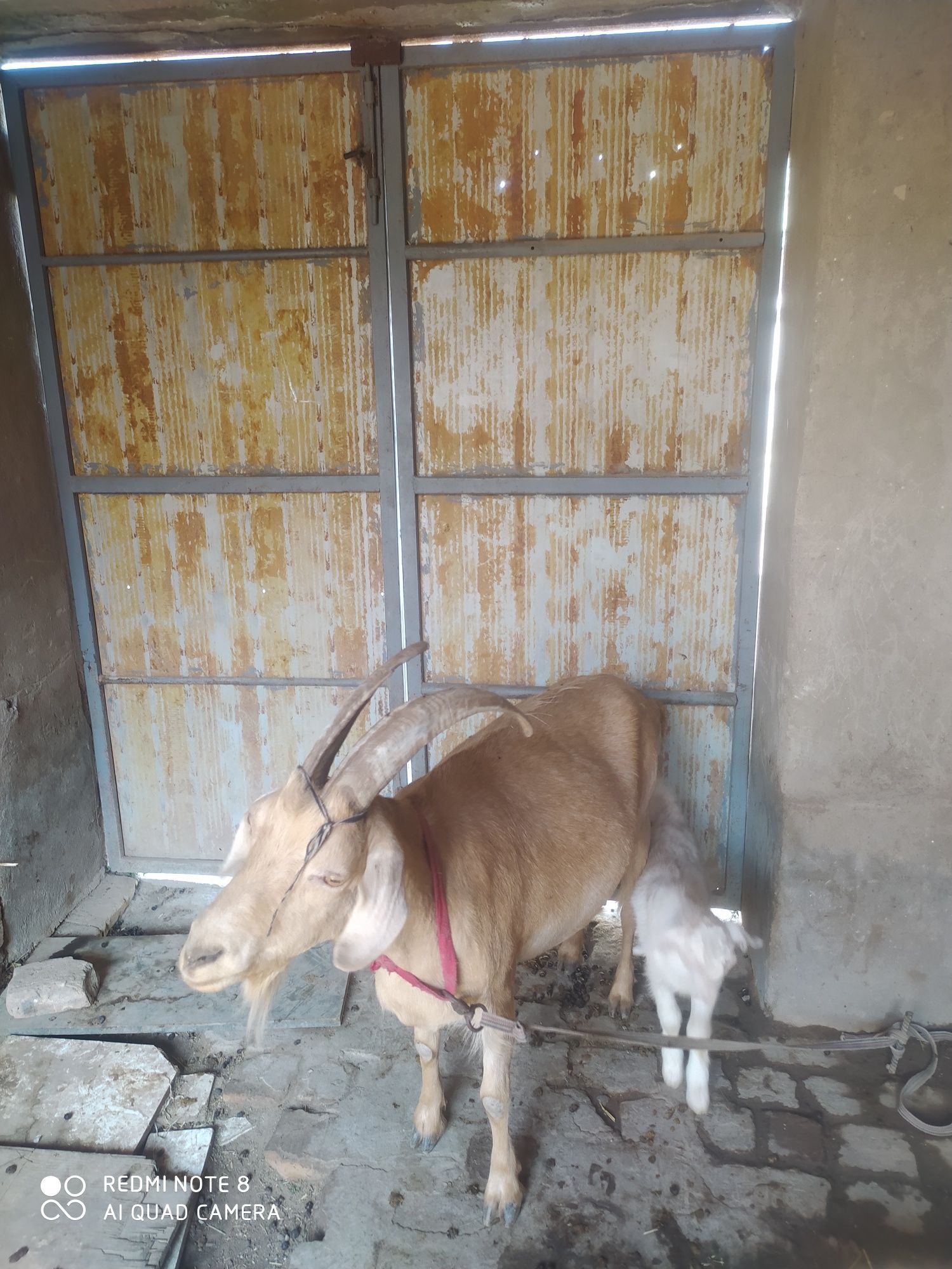 Ona bola echki sotiladi
