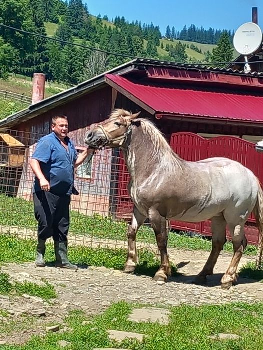 Mânză, de vânzare