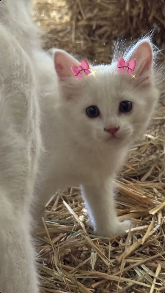 Bu Oq mushug ismi Milaya 1 oylig Onasiyam oq erkak