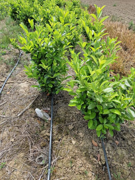 Prunus laurocerasus extra calitate
