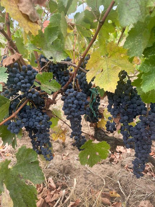 Struguri Merlot - 2,5 lei/kg - Sapoca, Buzau