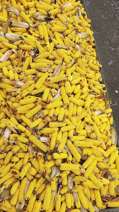 Porumb boabe sau stiulete 1 leu kg sau 1,2 boabe