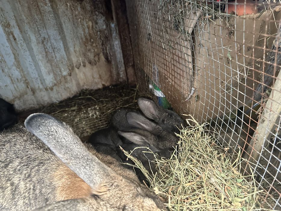 Vand pui Urias German