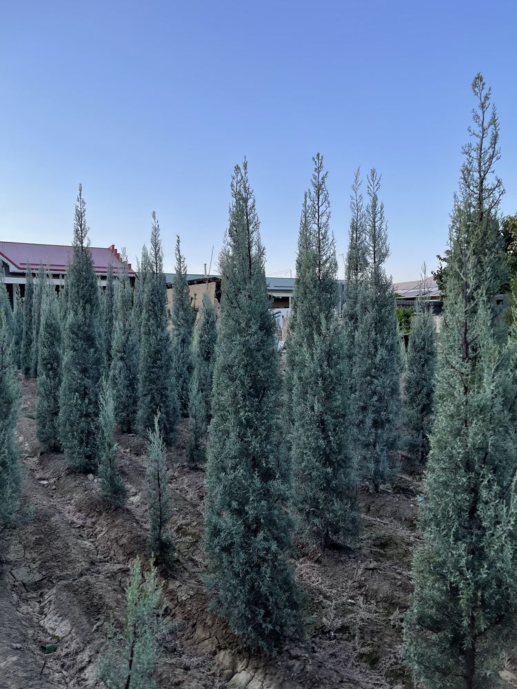Aksiya Arizoniski kiparis sotiladi boyi 2m 100$, 2.5m 140$,3m 170$