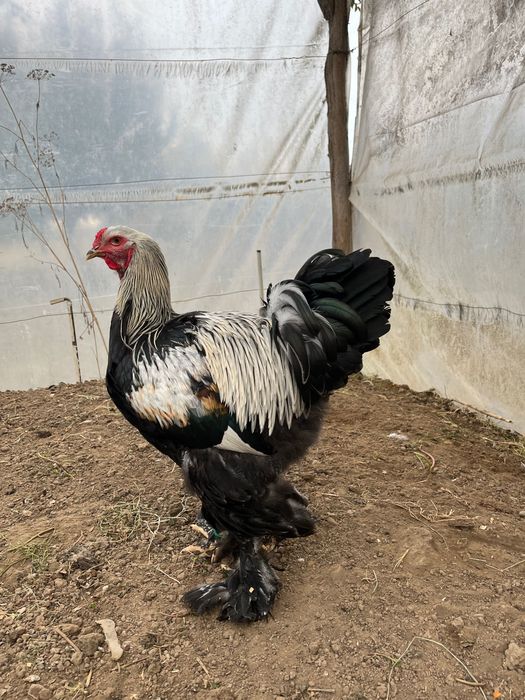 Cocoși Brahma silver negru, rotgesattelt