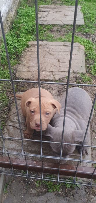 Mascul foarte frumos