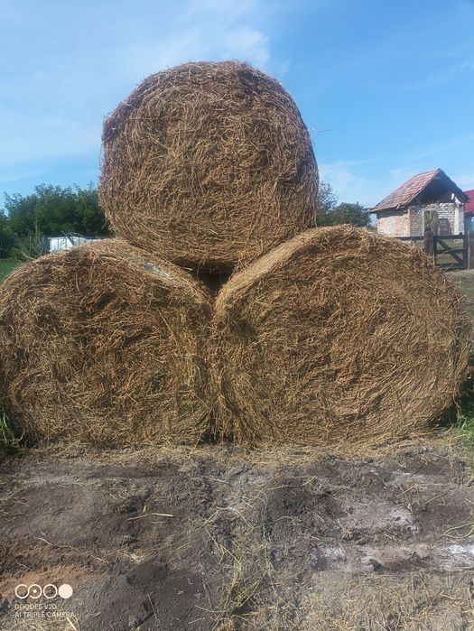Baloți lucernă de vânzare