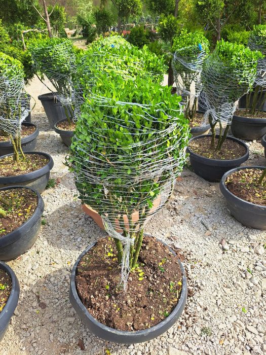 Vând plante ornamentale tuia Leylandii