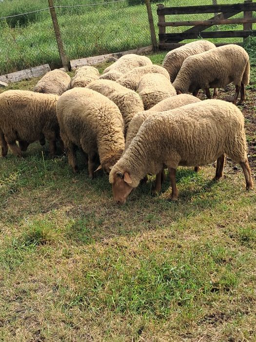 Vând oi și miei Țigaie Ruginie