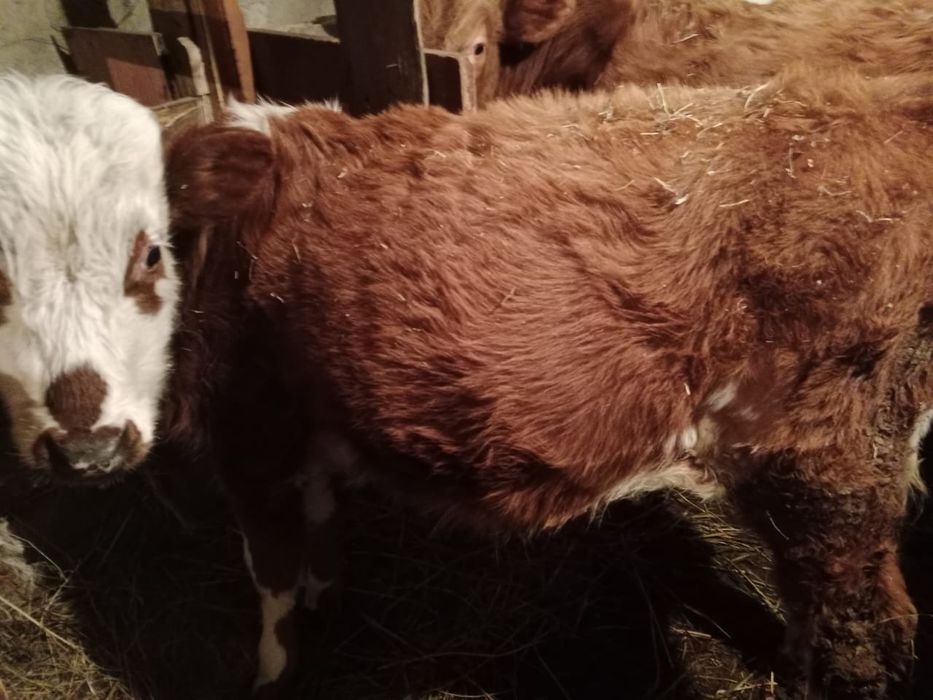 Продам теленка мальчик!!  1 лет