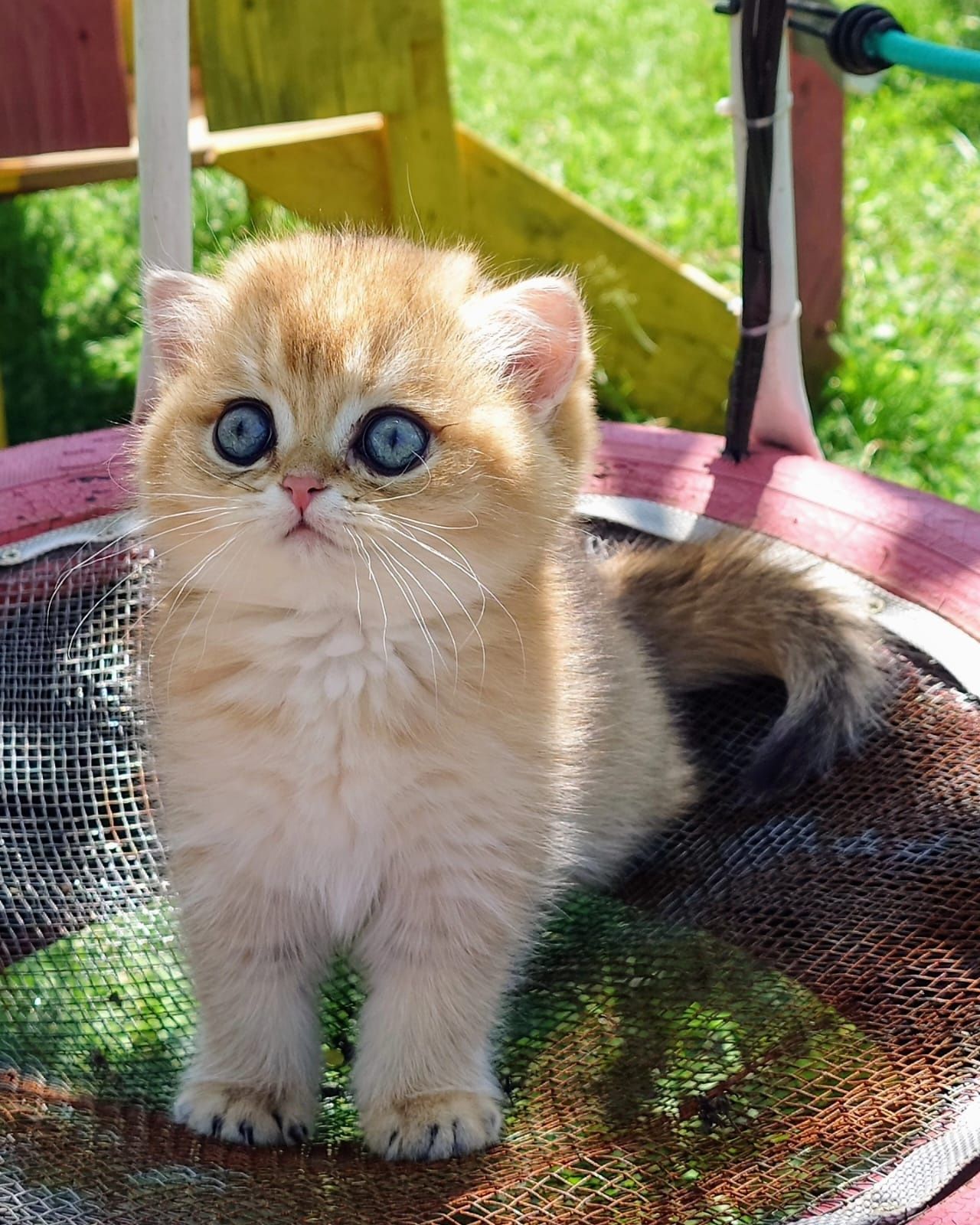 Scottish straight shorthair chinchila golden cu pedigree