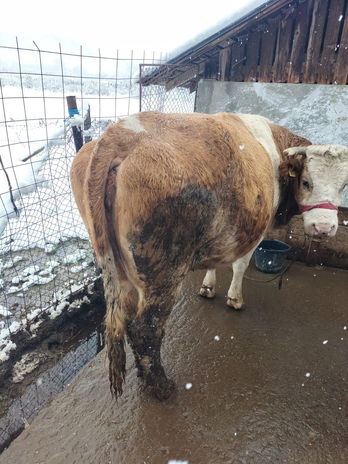 Vând vaca baltata românească gestanta în 8 luni