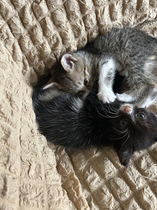 Отдам черную кошечку
