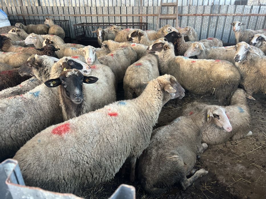 Овце под селекция…