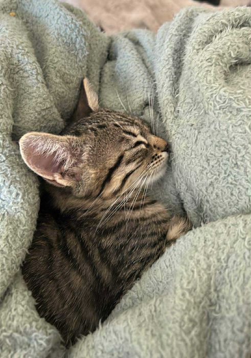 Подарявам малко женско коте