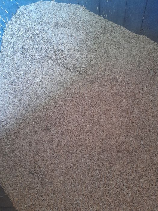 Vand ovaz  de primavara.