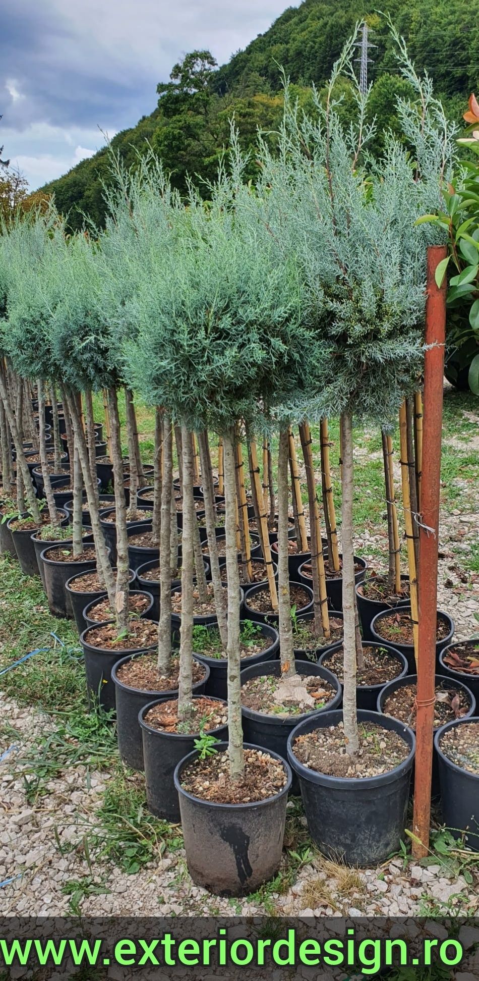 Leylandii inaltime de 1m-5m - Montaj si Livram ( tuia smarald )