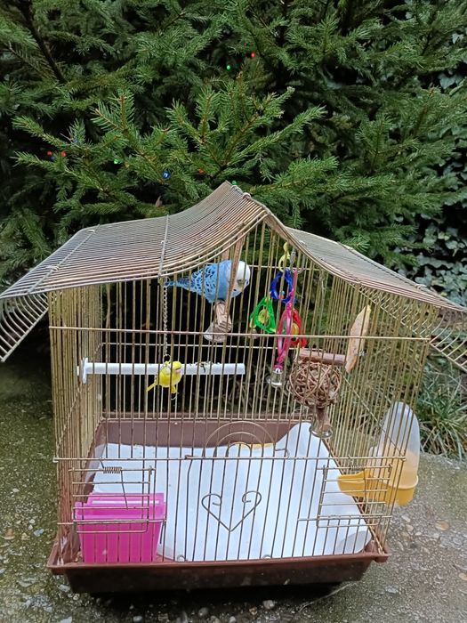 Vând  Colivie +Peruși.