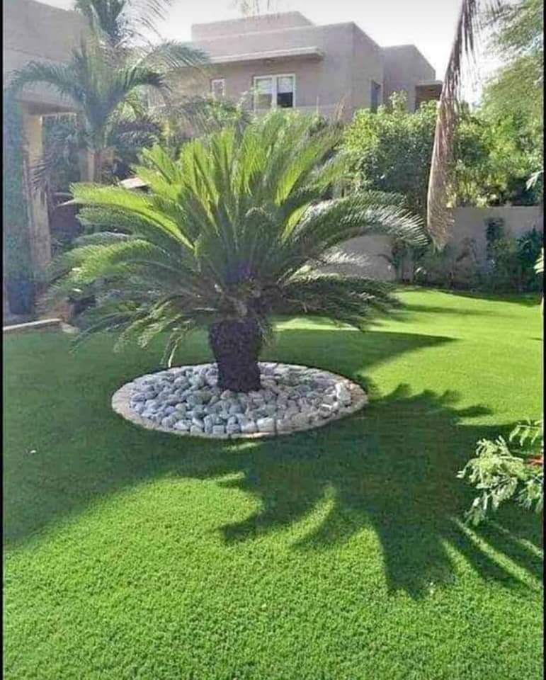Plante ornamentale