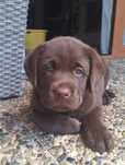 Pui Labrador Retriever Chocolate