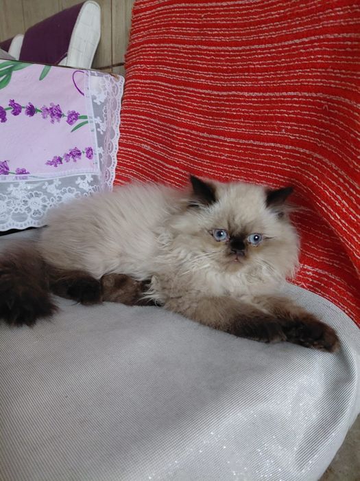 Ofer spre adopție pisica persană