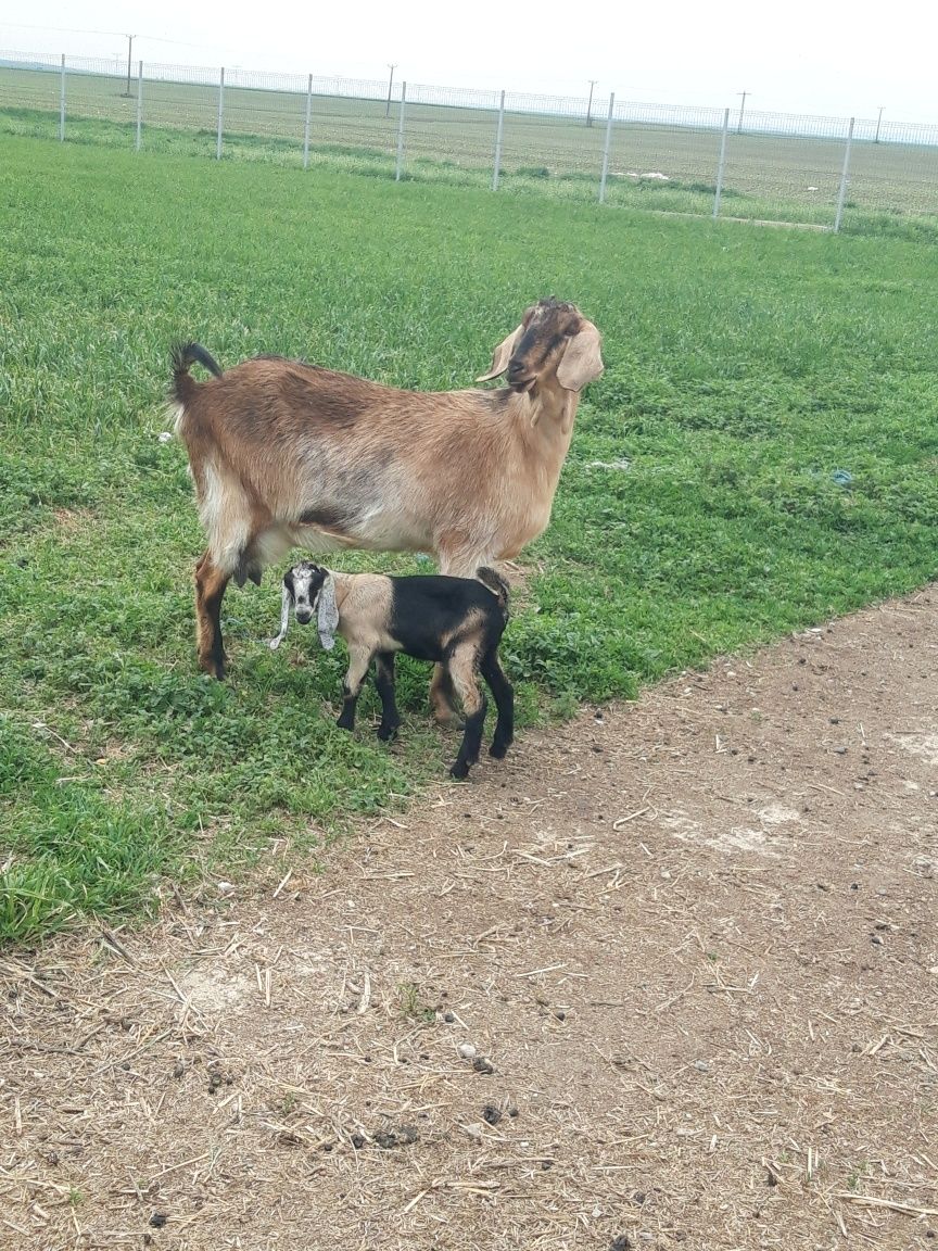 Vand capre ,iezi,tapi