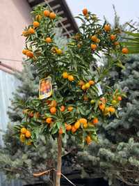 Mandarin Kumquat