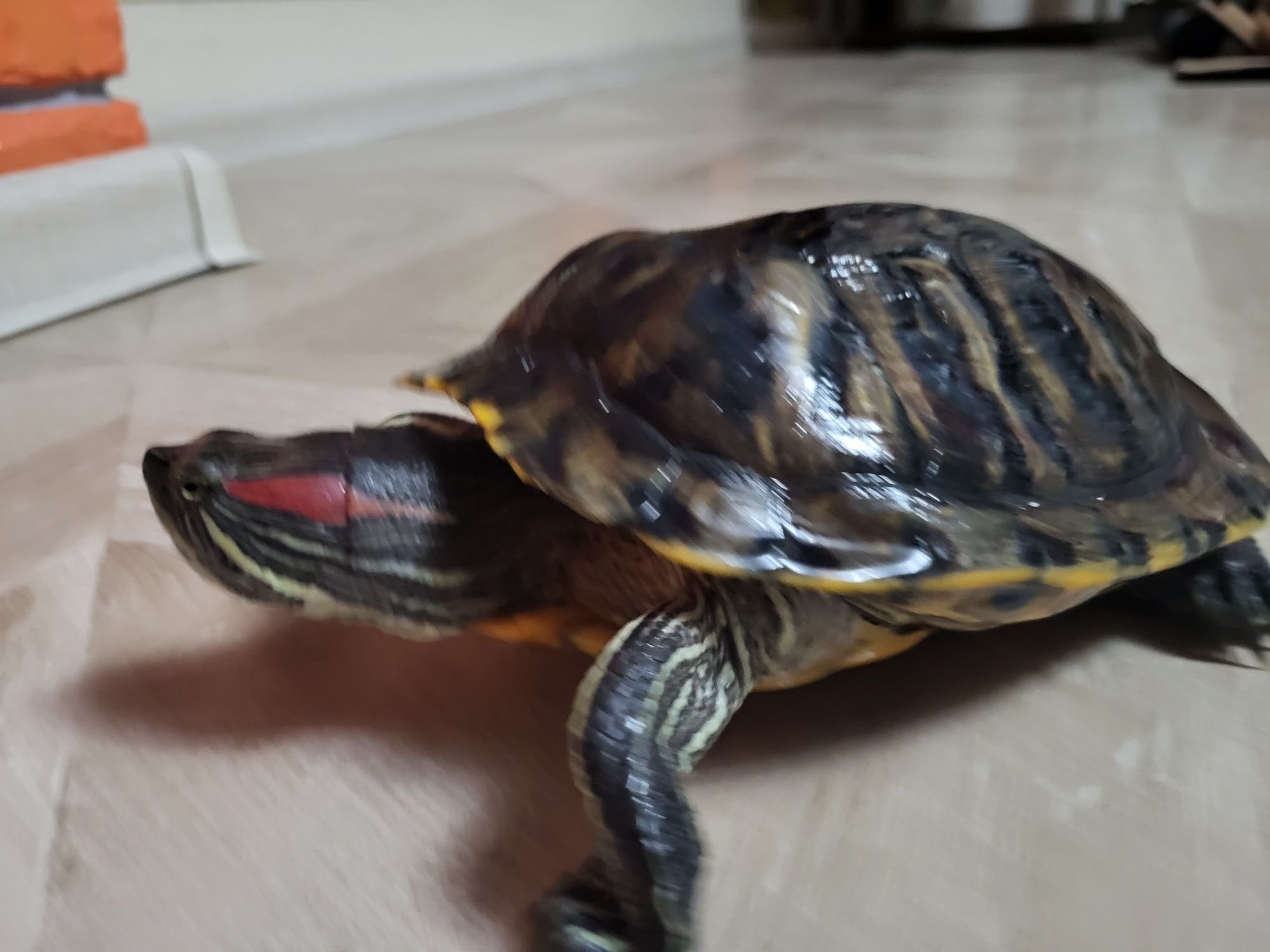 черепаха пресноводная красноухая