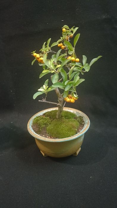 Бонсай pyracantha жълта
