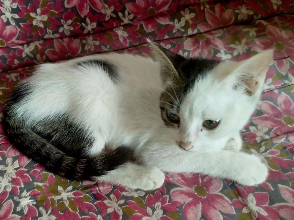 Котёнок в добрые руки