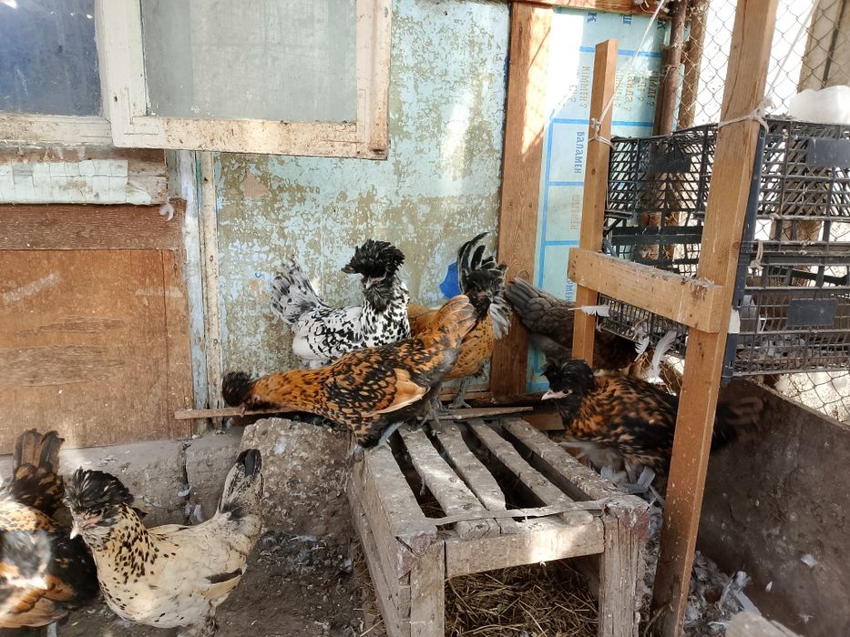 Продам Павловских курей