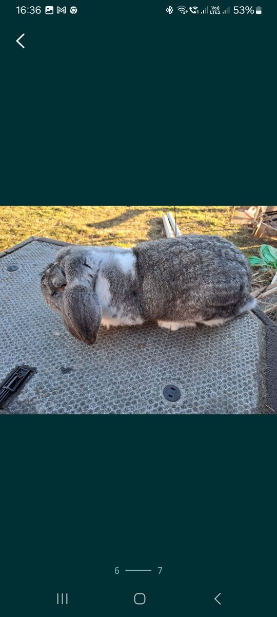 Berbec german chinchilla pui și maturi