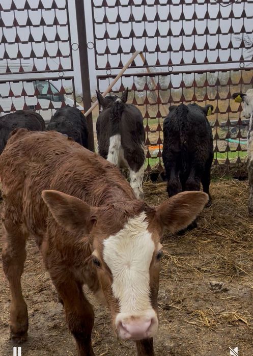 Vând viței de rasă bună