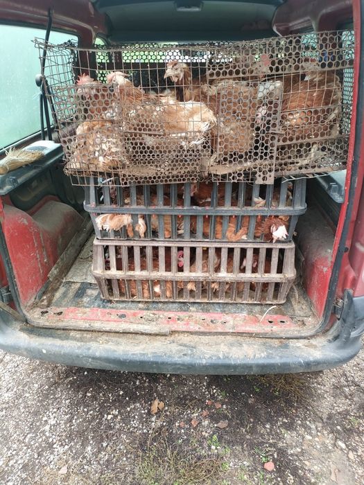 продават се червени кокошки