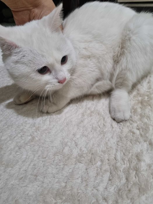 Срочно отдам даром потеряшка!!!