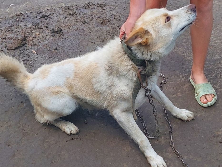 Отдам в хорошие руки