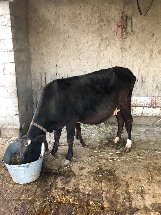 Ona bola mol sotiladi