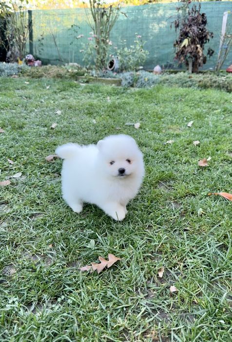 Померан мини момче със втора ваксина.Померанче