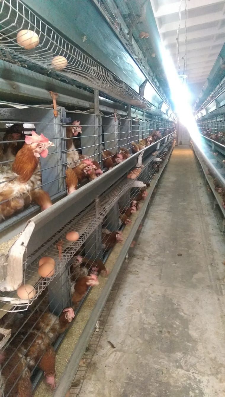 Cuști găini ouatoare