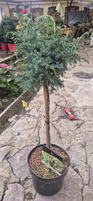 Сребрист смърч, Фотиния, лавровишна, кипарис, лейланд, туя, нандина