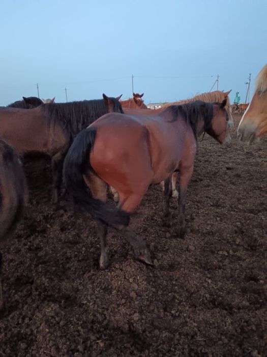 Продам лошадей (кабыл)