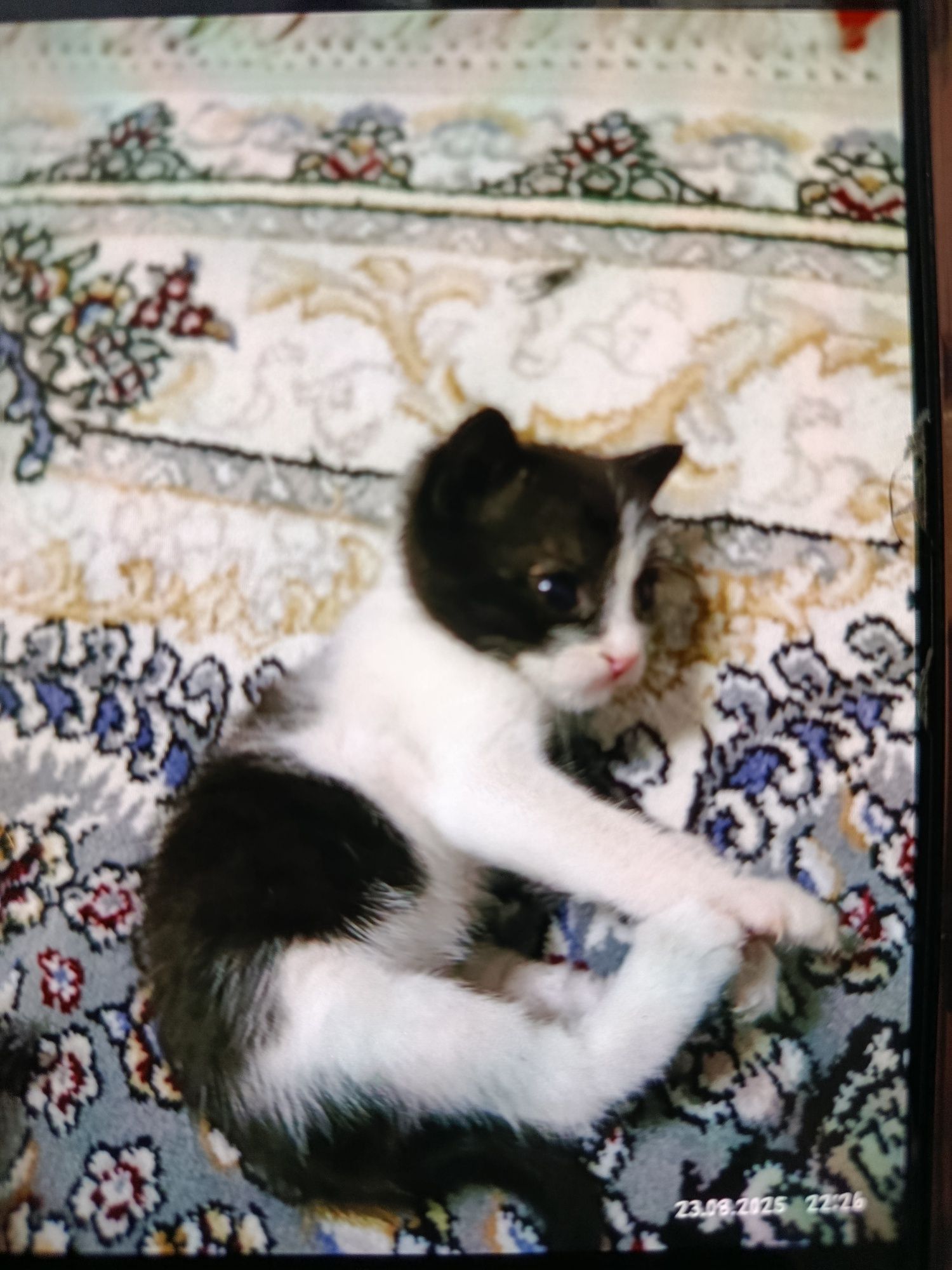 Котенок бесплатно
