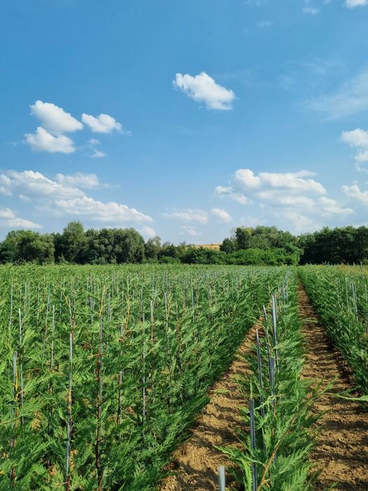 Pepiniera Cristea Ioan vinde Chiparos Leyland pentru gard viu (altoit)