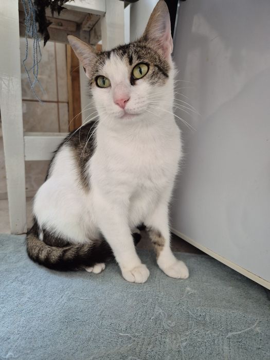 Greta pisica cauta familie