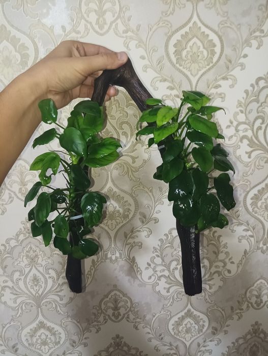 Анубис растения  сотилади