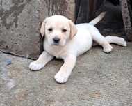 Pui Labrador Retriver