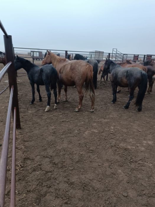 Бие буаз сатылады